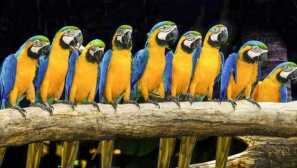 Koliko papiga ara živi in ​​kaj vpliva na pričakovano življenjsko dobo?